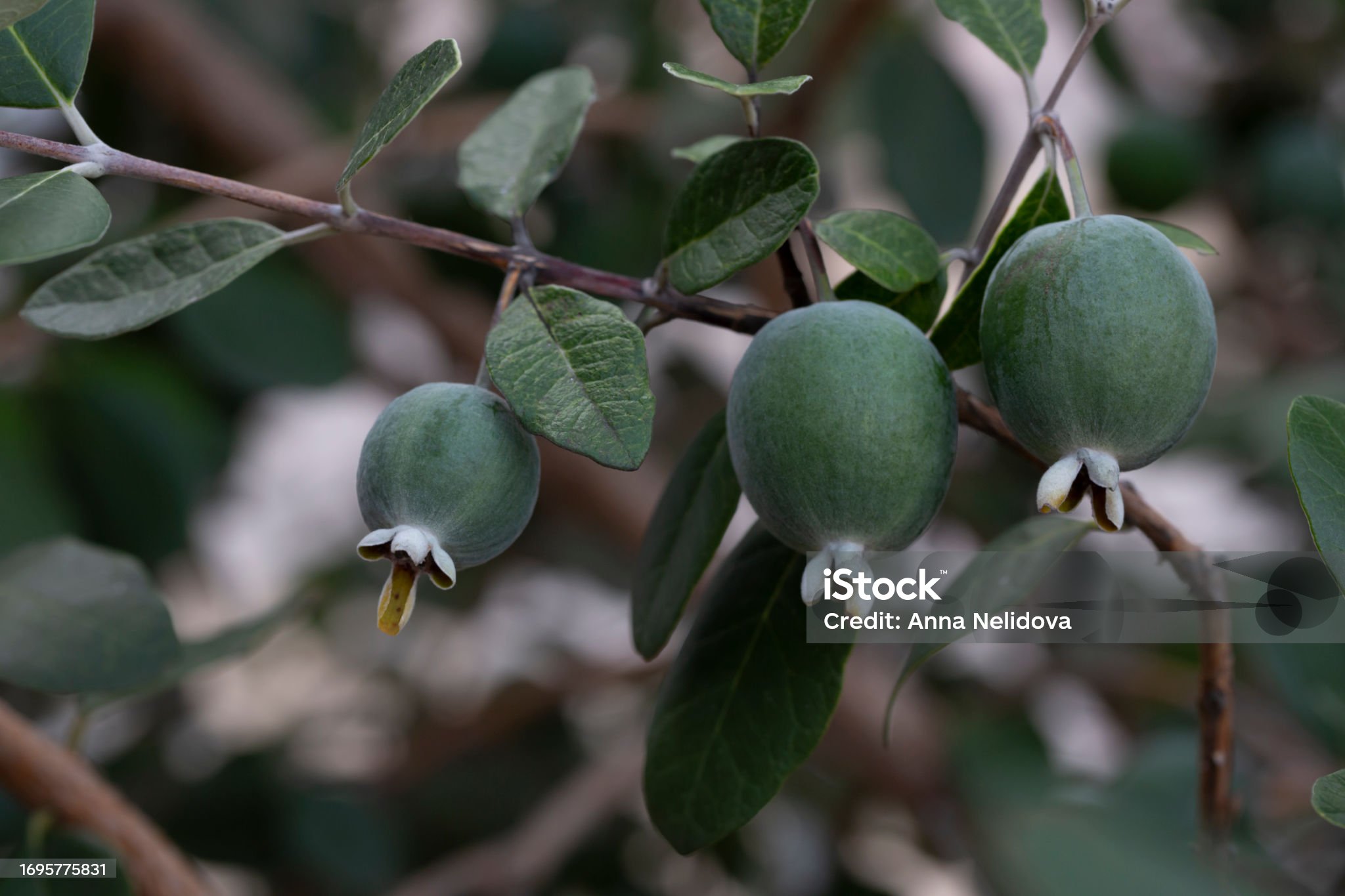 Feijoa