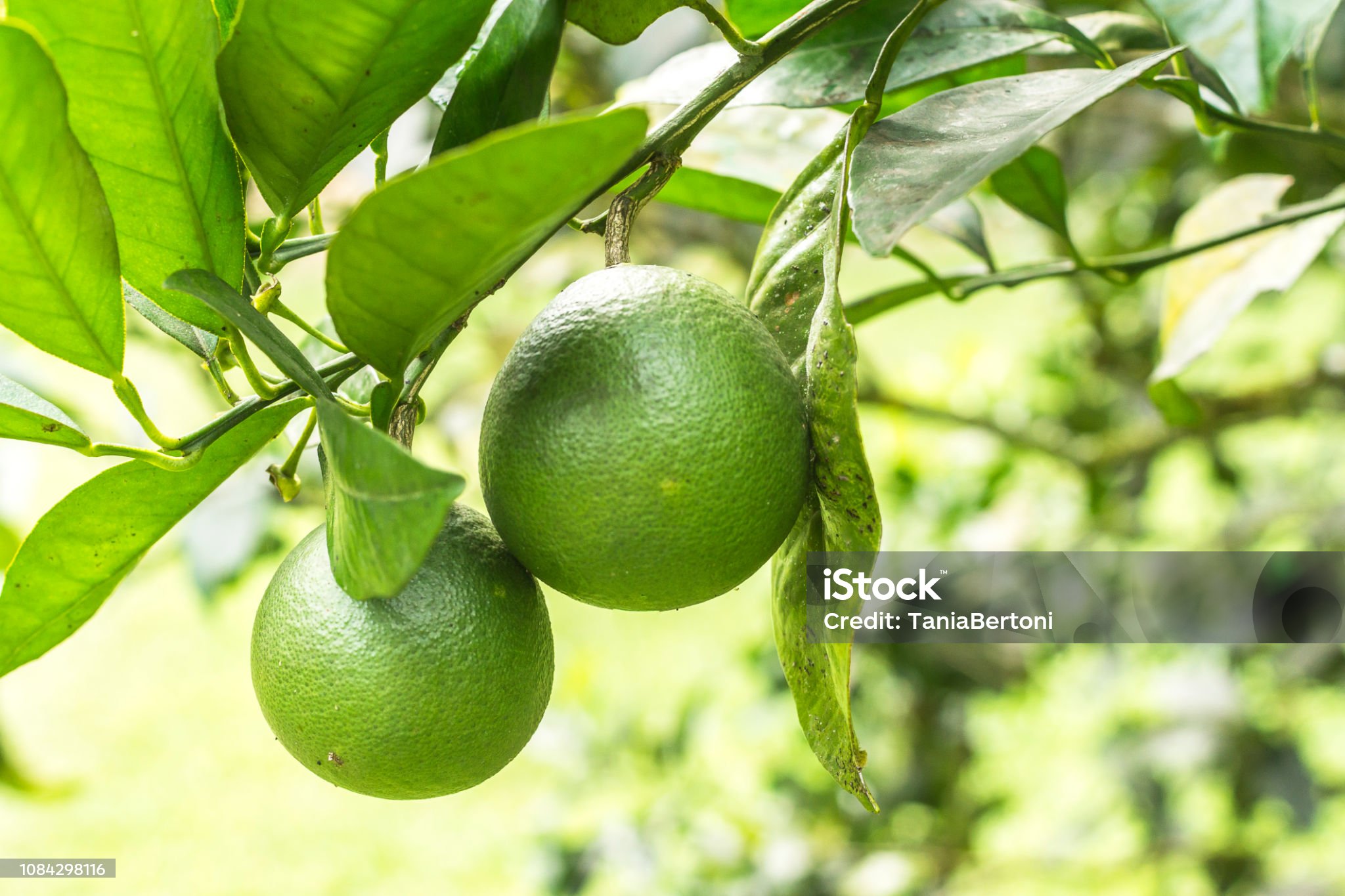 Limón Tahiti