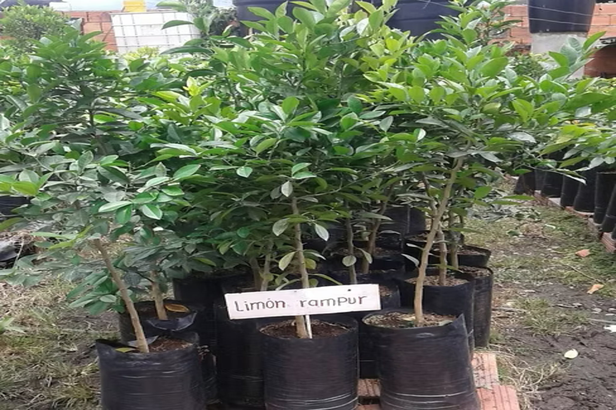 Limón Rampur