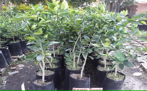 Naranja Tangelo