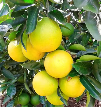 Imagen del vivero