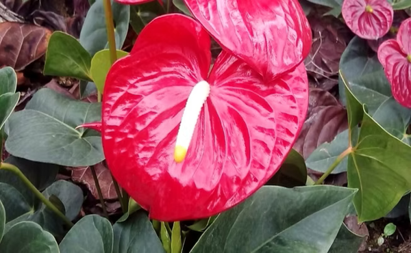 Venta de Plantas