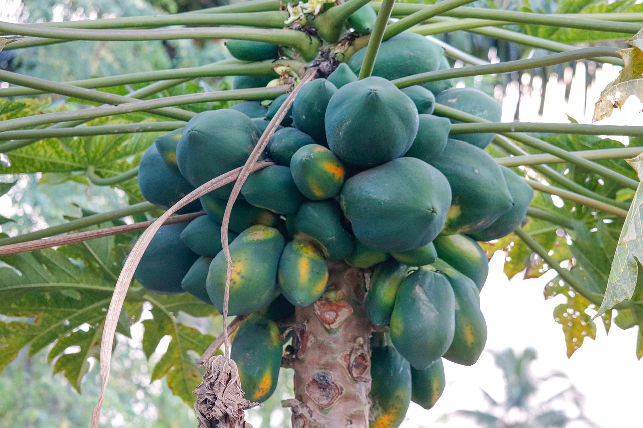 Limón Tahiti
